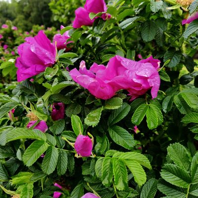 Rosa rugosa, photographed by KAR