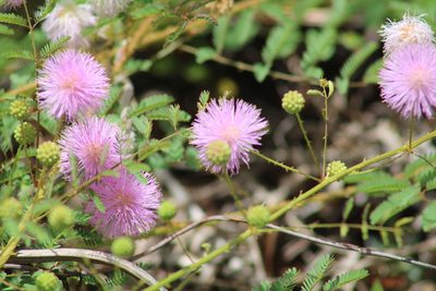 Mimosa microphylla, photographed by Sawyer Baran