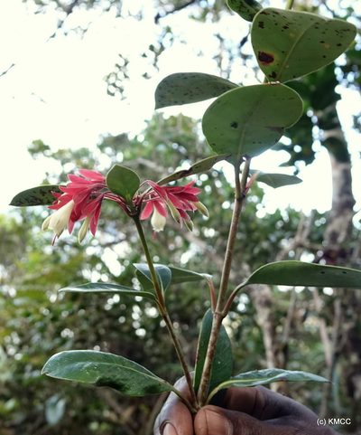 Razafimandimbisonia minor, photographed by Romer N. Rabarijaona