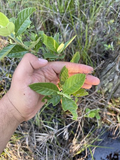 Clethra tomentosa, photographed by Brandon Corder