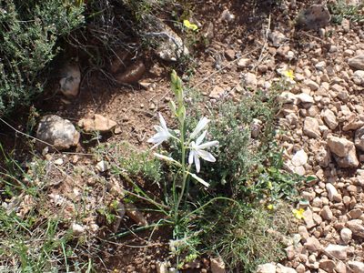 Anthericum liliago, photographed by luluchouette