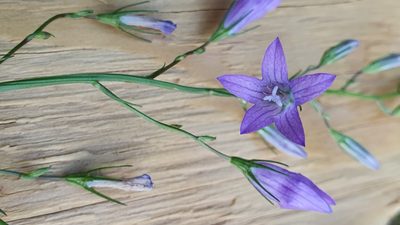 Campanula rapunculus, photographed by Andrea Meucci