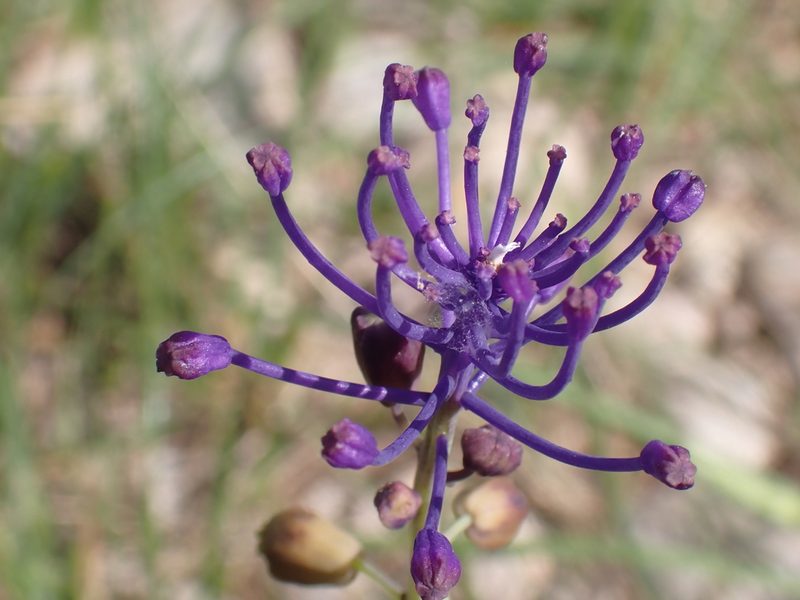 Muscari comosum, photographed by luluchouette
