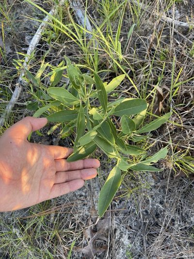 Baptisia lanceolata, photographed by Brandon Corder