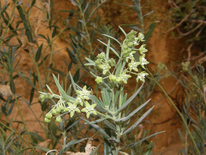 Gomphocarpus sinaicus, photographed by Rafael Medina