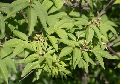 Sambucus racemosa, photographed by Anastasia_Surkova