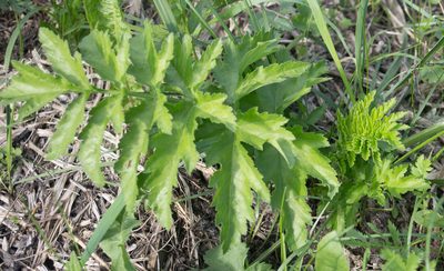 Pastinaca sativa, photographed by Anastasia_Surkova