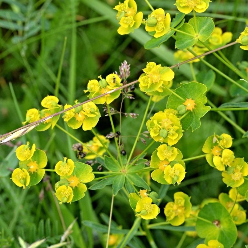 Euphorbia esula, photographed by Petr Harant