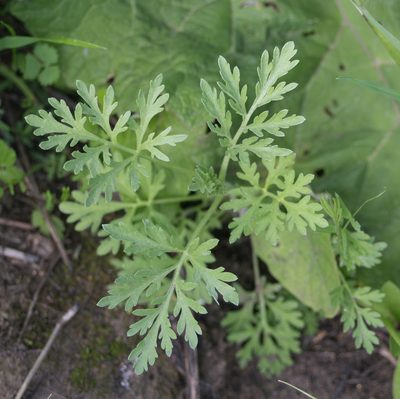 Artemisia absinthium, photographed by Anastasia_Surkova
