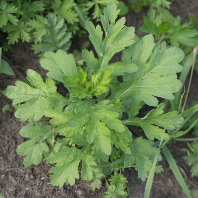 Artemisia vulgaris, photographed by Anastasia_Surkova