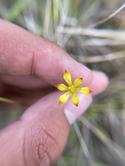 Harperocallis flava, photographed by Brandon Corder