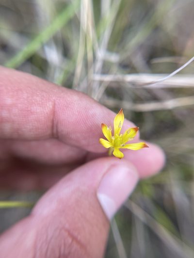 Harperocallis flava, photographed by Brandon Corder
