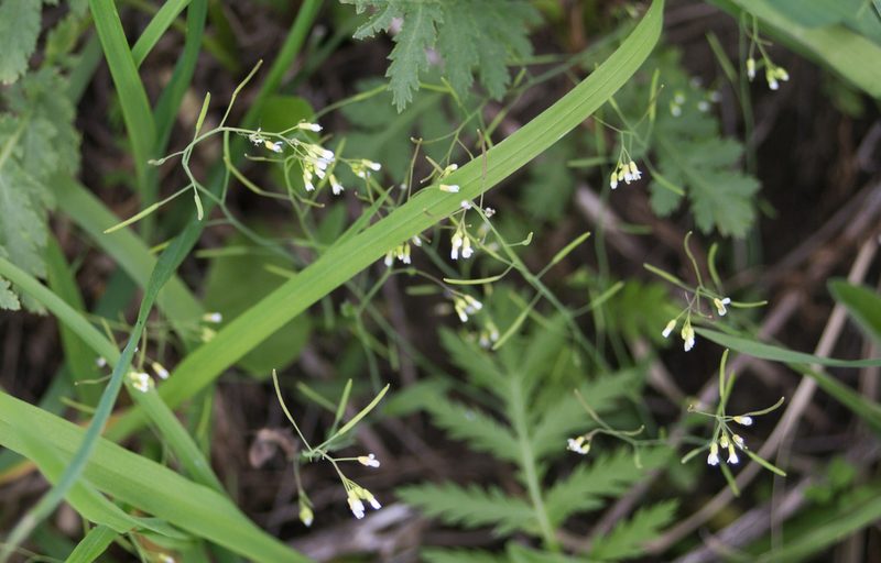 Arabidopsis thaliana, photographed by Anastasia_Surkova