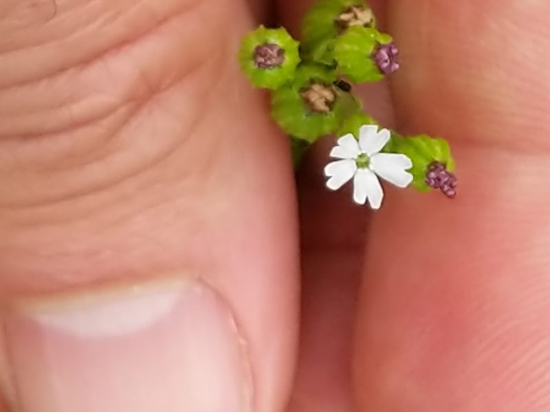 Silene antirrhina, photographed by Matt Schultz
