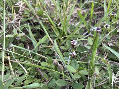 Phyla nodiflora, photographed by Darren Oh