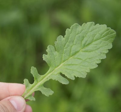 Jacobaea vulgaris, photographed by Anastasia_Surkova