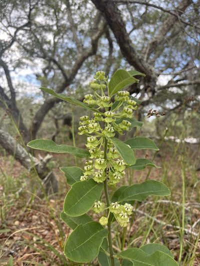 Asclepias tomentosa, photographed by Brandon Corder