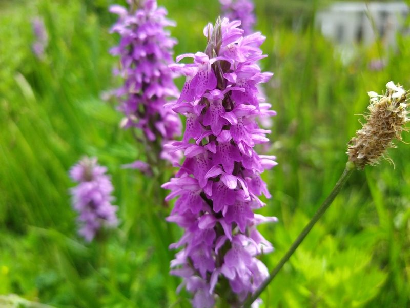 Dactylorhiza majalis, photographed by Lars Willighagen