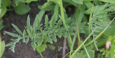 Centaurea scabiosa, photographed by Anastasia_Surkova