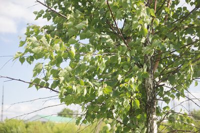 Betula pendula, photographed by Anastasia_Surkova