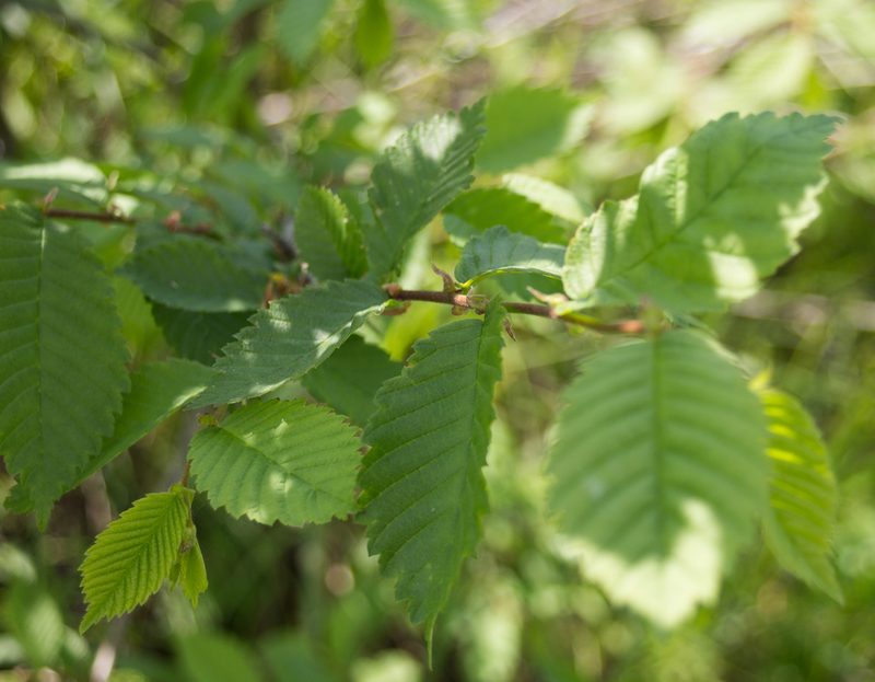 Ulmus laevis, photographed by Anastasia_Surkova