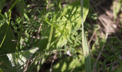 Vicia tetrasperma, photographed by Anastasia_Surkova