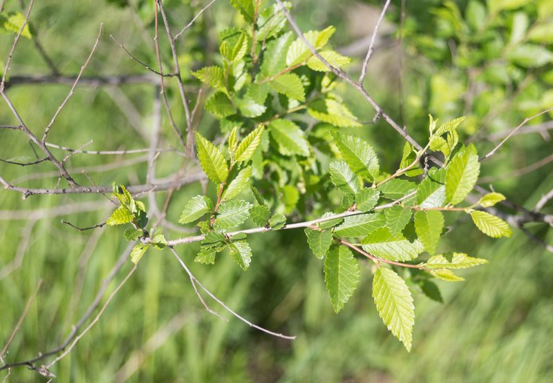 Ulmus pumila, photographed by Anastasia_Surkova
