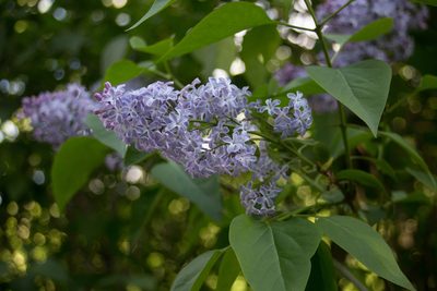 Syringa vulgaris, photographed by Anastasia_Surkova