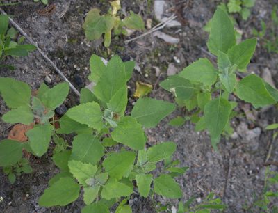 Chenopodium album, photographed by Anastasia_Surkova