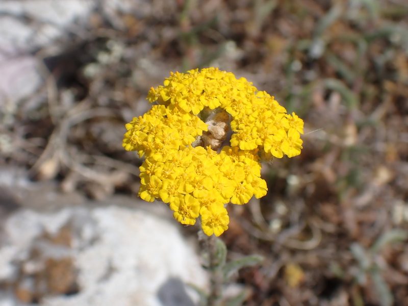 Achillea tomentosa, photographed by luluchouette