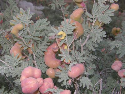Prosopis farcta, photographed by Rafael Medina