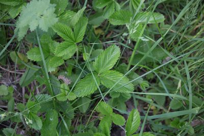 Fragaria viridis, photographed by Anastasia_Surkova