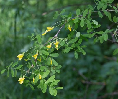 Caragana arborescens, photographed by Anastasia_Surkova