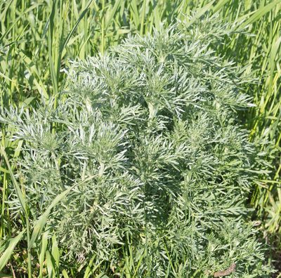 Artemisia absinthium, photographed by Anastasia_Surkova