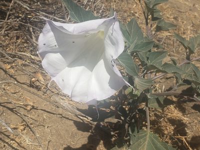 Datura wrightii
