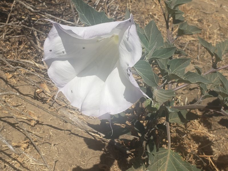 Datura wrightii, photographed by Steve Addison