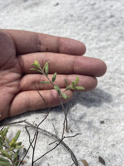 Crocanthemum arenicola, photographed by Brandon Corder