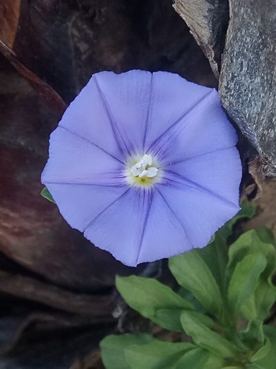 Convolvulus sabatius, photographed by Karim Haddad