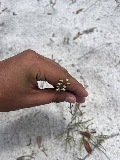 Paronychia erecta, photographed by Brandon Corder