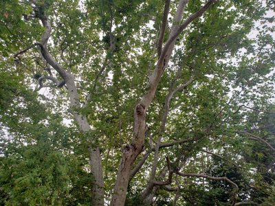 Platanus racemosa, photographed by Steve Addison