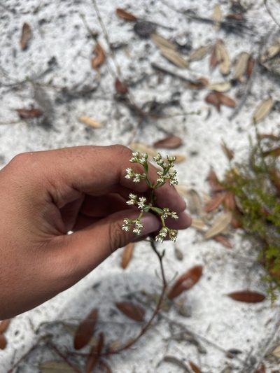 Paronychia erecta, photographed by Brandon Corder