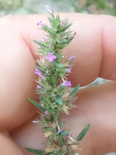 Micromeria graeca, photographed by Karim Haddad