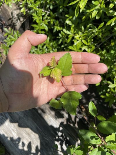 Malus angustifolia, photographed by Brandon Corder