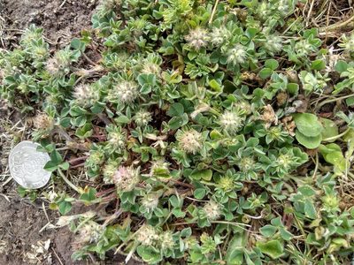 Trifolium striatum, photographed by Karen Fry