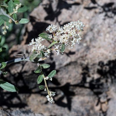 Ceanothus fendleri