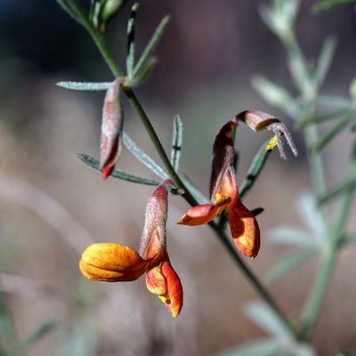 Acmispon wrightii, photographed by Andrew Tree