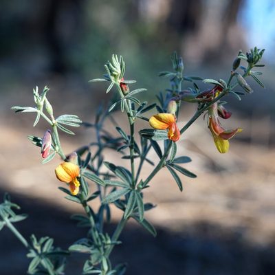 Acmispon wrightii