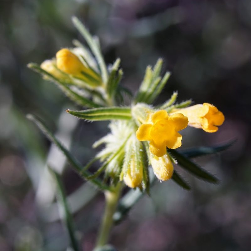 Lithospermum multiflorum, photographed by Andrew Tree