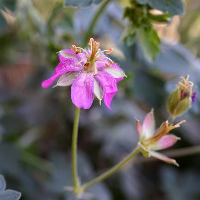 Geranium caespitosum