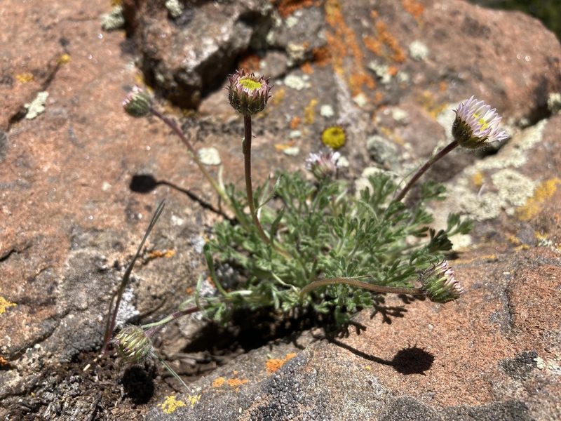 Erigeron compositus, photographed by Cecelia Alexander